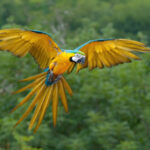 blue-and-yellow-macaw-waita-lodge