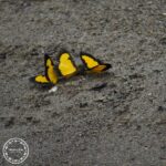 butterfly-waita-01