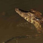 caiman-walk-cuyabeno