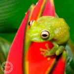 frog-waita