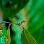 frog-waita2