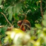 monkey-cuyabeno-waita-lodge