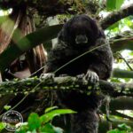 monkey-waita-4